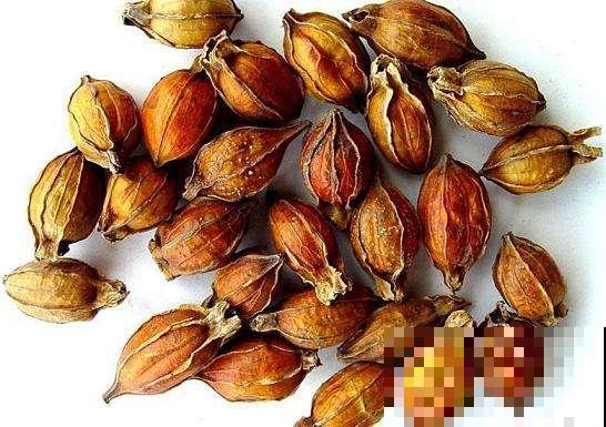 这些植物,在古代是用来染衣服用的,好厉害! 这些植物,在古代是用来染衣服用的,好厉害!