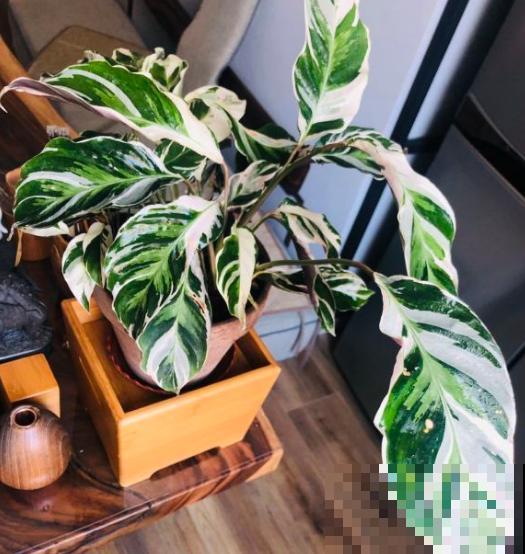 别养绿萝了,这种超级耐阴王,叶子比油画还美! 别养绿萝了,这种超级耐阴王,叶子比油画还美!