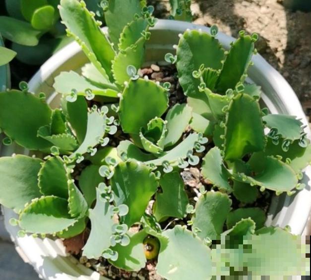 这花太能生崽,恨得用脚踩,结果越踩长得越多! 这花太能生崽,恨得用脚踩,结果越踩长得越多!