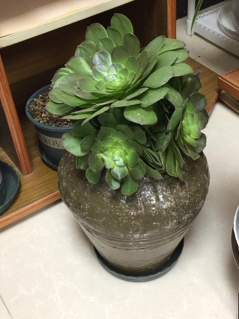 养花的老物件，拿回家养花正好，养花必备