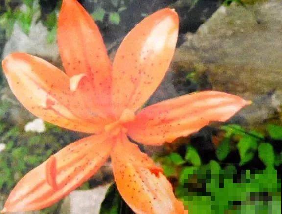 野外的植物不能乱挖，挖到这4种，很有可能会坐牢