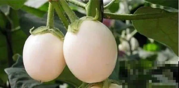 西红柿养成树,1年能结6000斤果,巨无霸第一次见! 西红柿养成树,1年能结6000斤果,巨无霸第一次见!