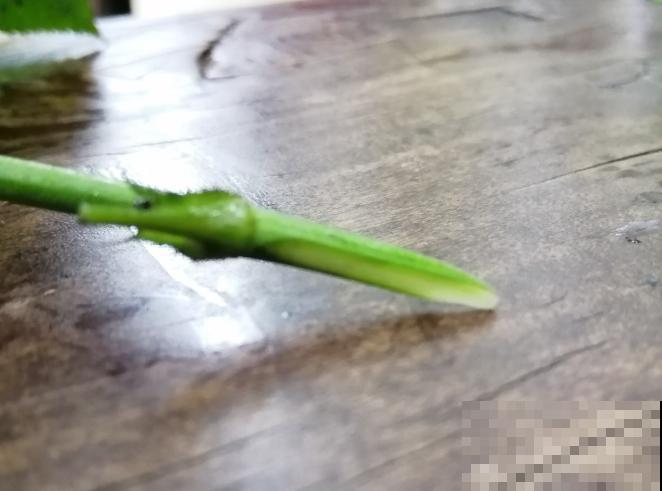 别再扦插啦，教你月季嫁接法，好活10倍不止！