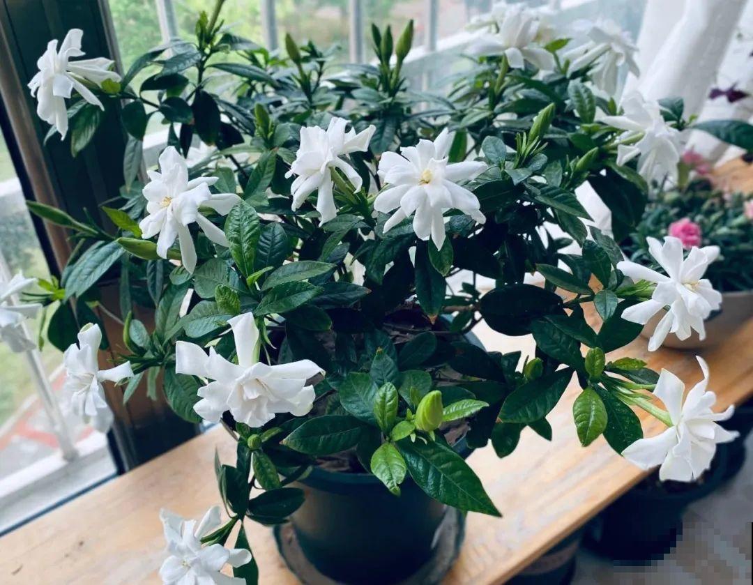 栀子、茉莉原来有5个品种,一个比一个香,叶子带花纹的更值钱! 栀子、茉莉原来有5个品种,一个比一个香,叶子带花纹的更值钱!