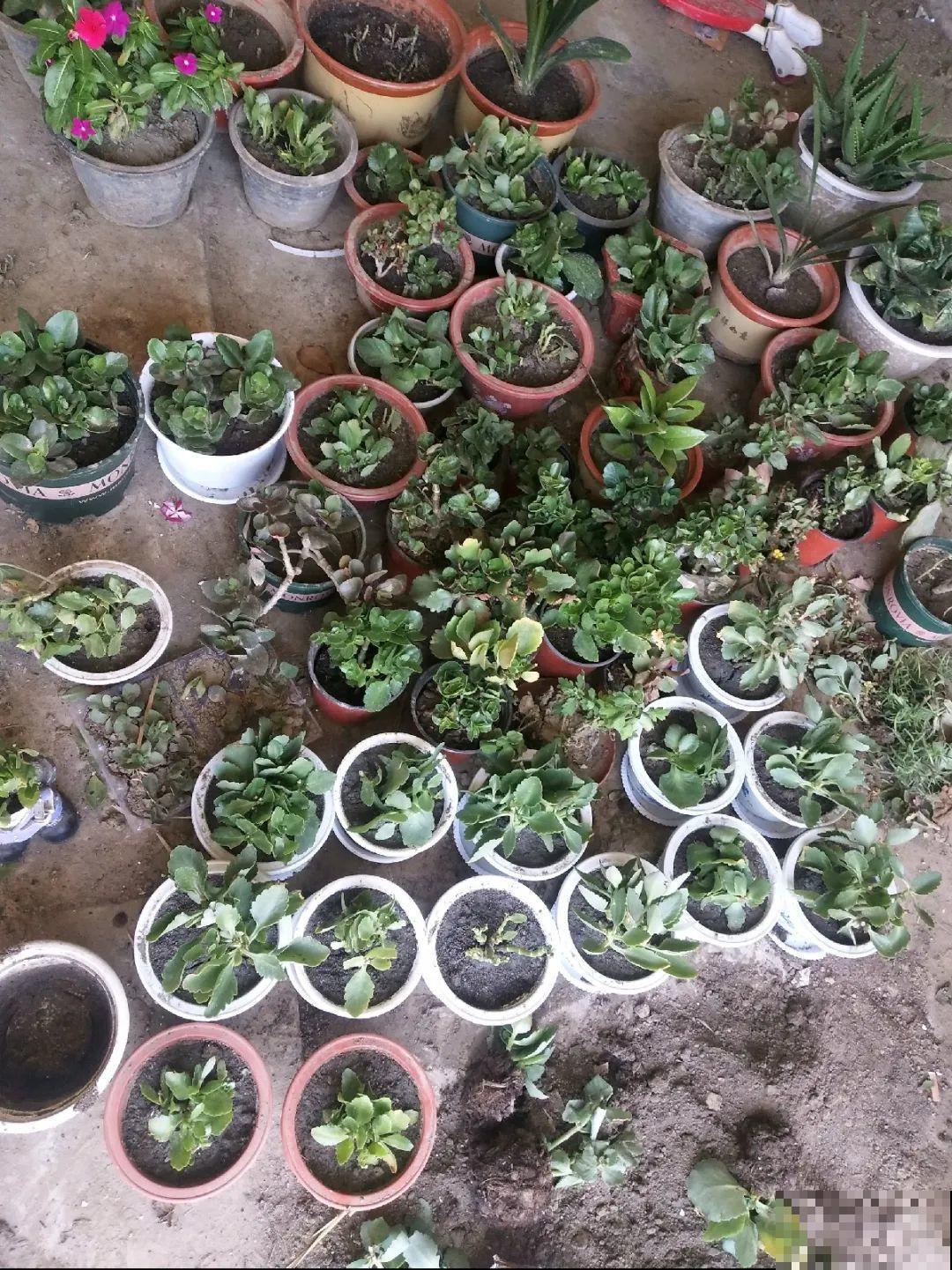 10种花，夏天怕淋雨，下雨赶紧搬进屋！