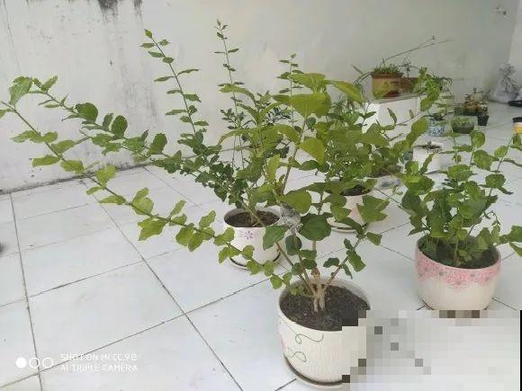 5种花不能长太高，一长高就砍，否则再也不开花！