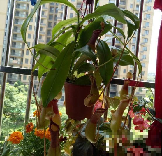 植物也“吃肉”,这种猪笼草可以吞掉一只老鼠,可怕! 植物也“吃肉”,这种猪笼草可以吞掉一只老鼠,可怕!