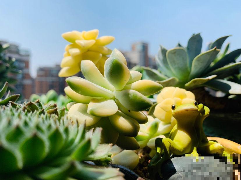 7个养花坏习惯,经常有人犯,你中了几个? 7个养花坏习惯,经常有人犯,你中了几个?