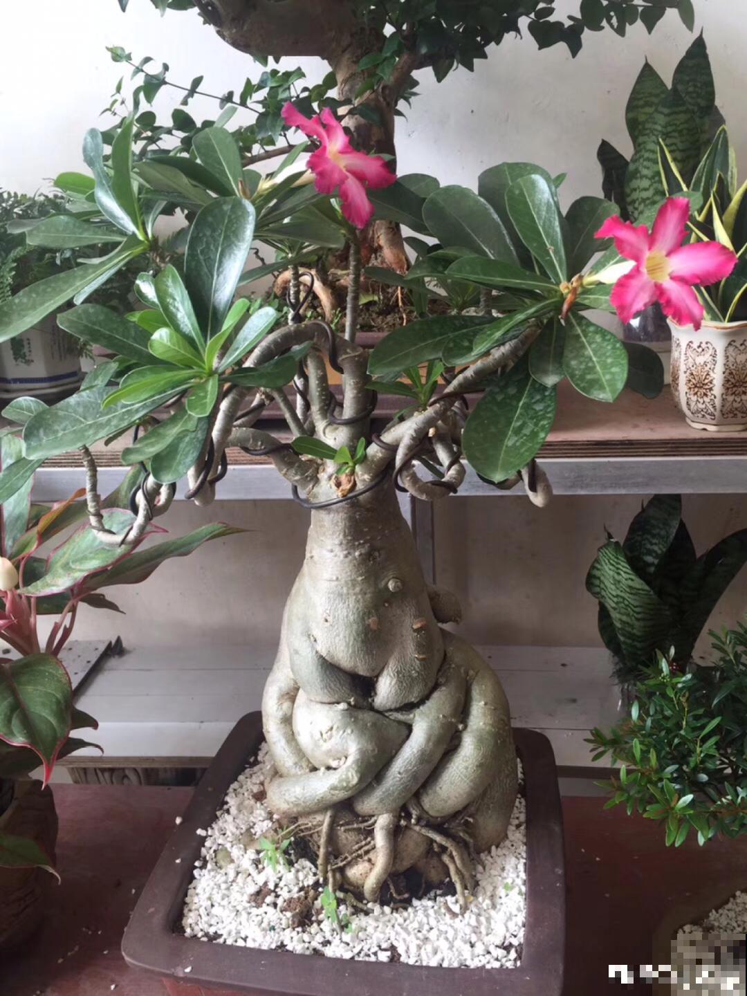 不用施肥打药,这花旱它几个月,疯狂爆花! 不用施肥打药,这花旱它几个月,疯狂爆花!