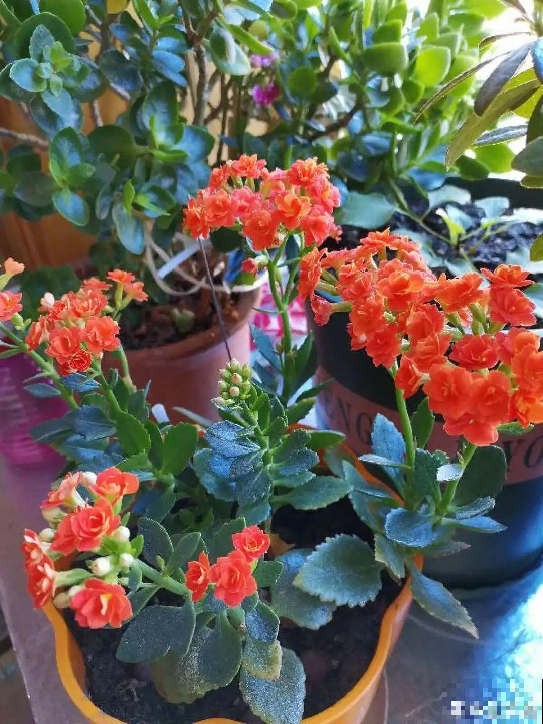 不用施肥打药,这花旱它几个月,疯狂爆花! 不用施肥打药,这花旱它几个月,疯狂爆花!