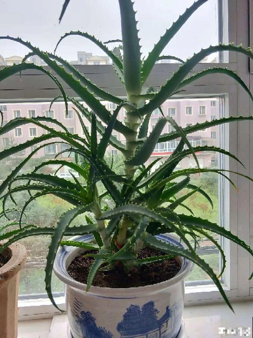 5种花,卧室不能养,离太近都不好! 5种花,卧室不能养,离太近都不好!