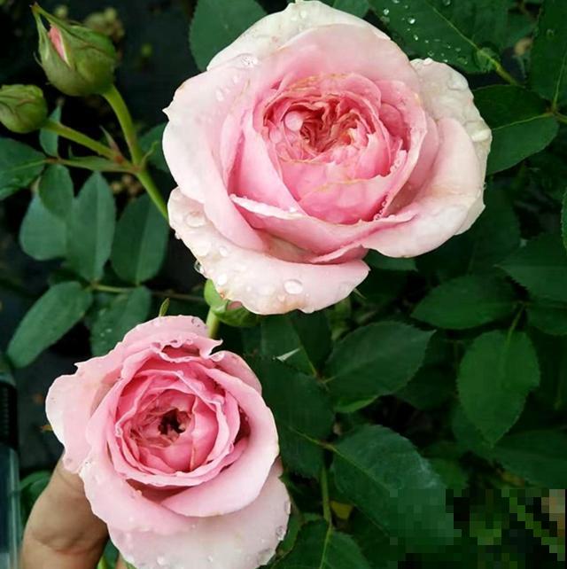 专属12星座的月季花,快看你的星座是什么月季吧! 专属12星座的月季花,快看你的星座是什么月季吧!