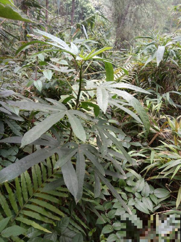 一种野草,根系特别滋补,农村人都用它炖鸡汤! 一种野草,根系特别滋补,农村人都用它炖鸡汤!