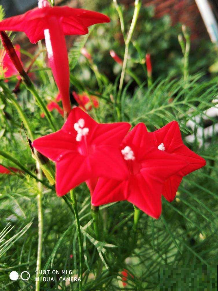 秋天适合播种，土里撒把种子，发芽超快