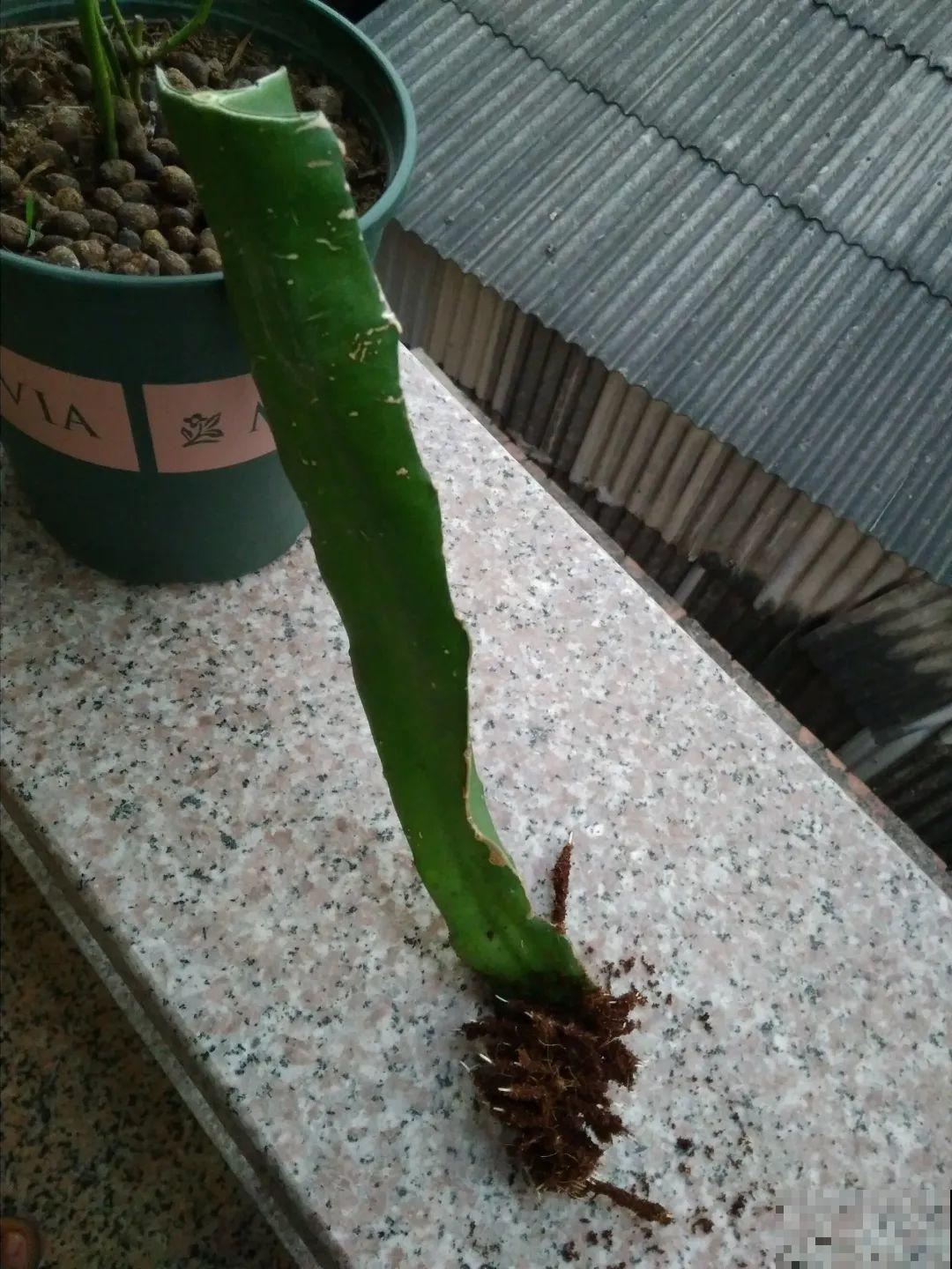 路边掐几根大粗枝,5天就生根,结果沉甸甸! 路边掐几根大粗枝,5天就生根,结果沉甸甸!