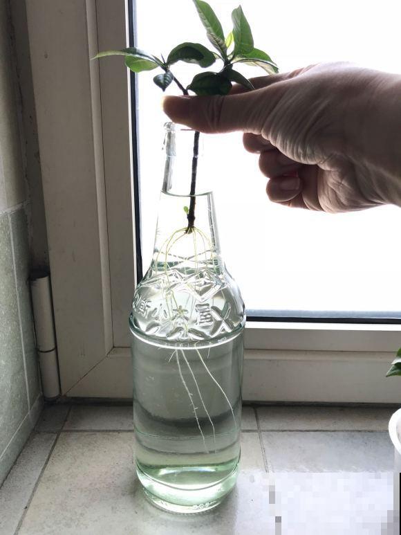 这3种花,水培比土培好养多了,花苞冒不停! 这3种花,水培比土培好养多了,花苞冒不停!