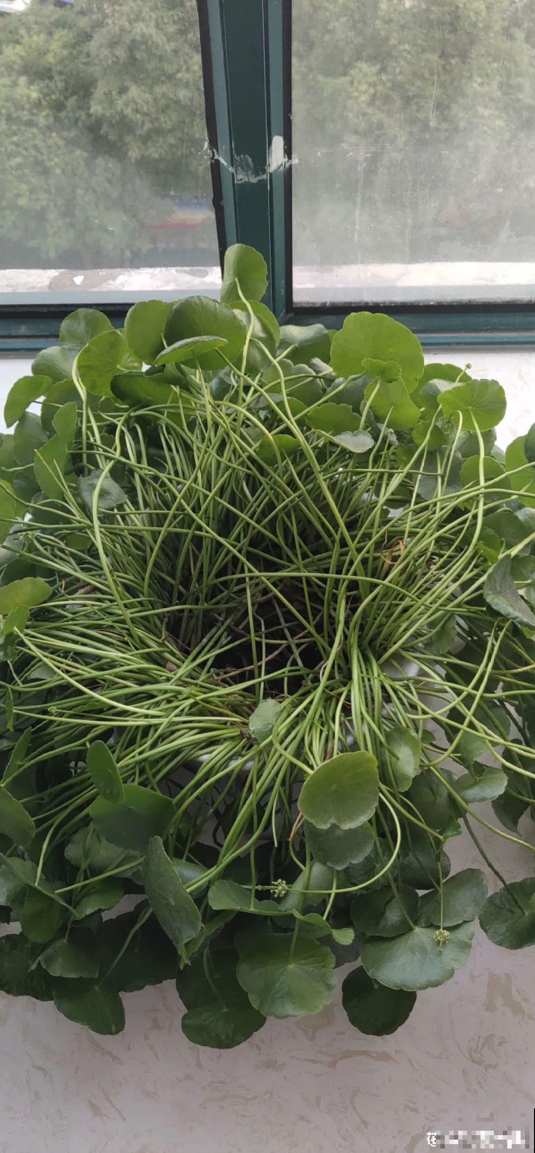 9种花,夏天剃个小平头,平平稳稳度夏天 9种花,夏天剃个小平头,平平稳稳度夏天