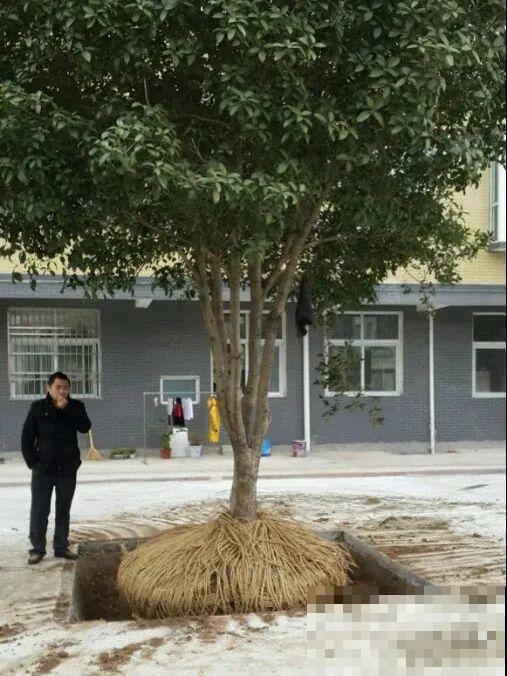 桂花一挪就死,养在大门口,10年就是传家宝! 桂花一挪就死,养在大门口,10年就是传家宝!