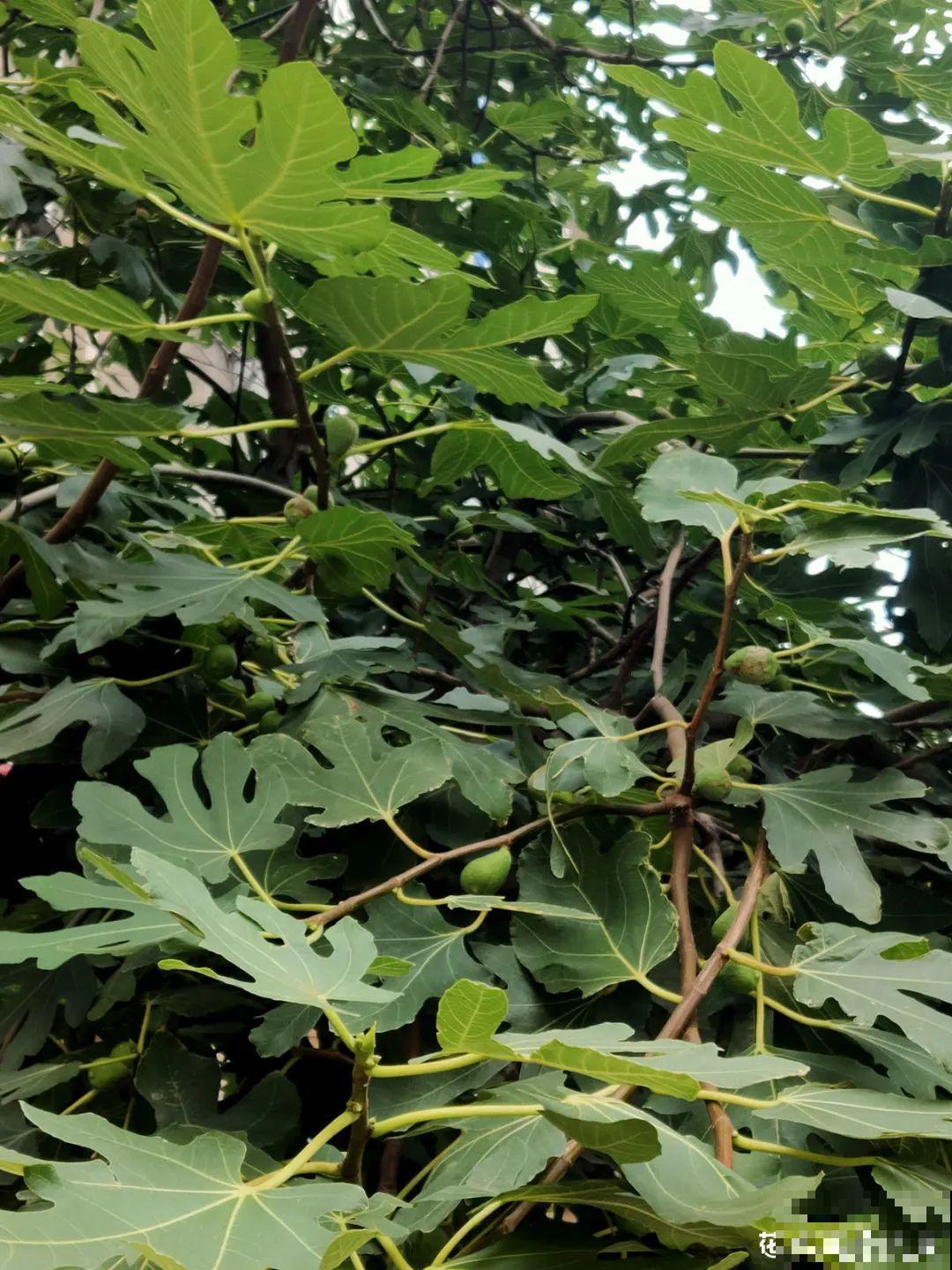 路边掐几根大粗枝,5天就生根,结果沉甸甸! 路边掐几根大粗枝,5天就生根,结果沉甸甸!