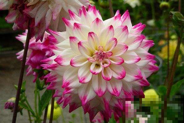 中国各城市市花，都在这里了，看看你所在的城市是什么花吧！