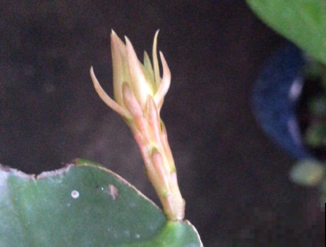 搬个椅子守了一晚上,就为了看昙花,我真是太拼了! 搬个椅子守了一晚上,就为了看昙花,我真是太拼了!