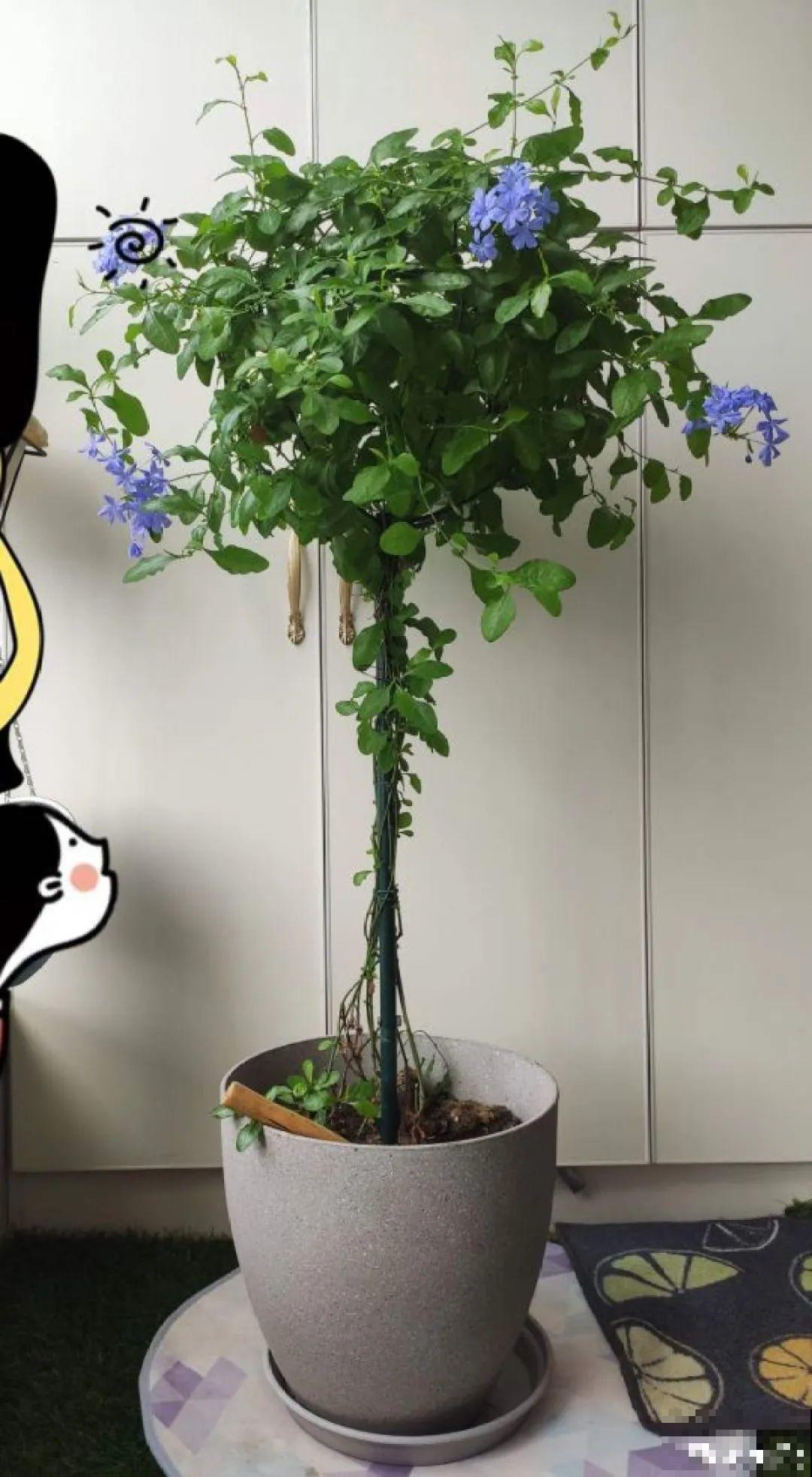 10种花,不怕风吹雨淋,不怕暴晒干旱,四季爆开花,堪称花坚强! 10种花,不怕风吹雨淋,不怕暴晒干旱,四季爆开花,堪称花坚强!