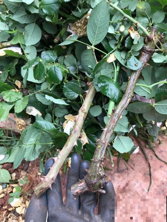 女儿辞职，回家养花，老爸说：15亩地，你负责养花，我负责蔬果！