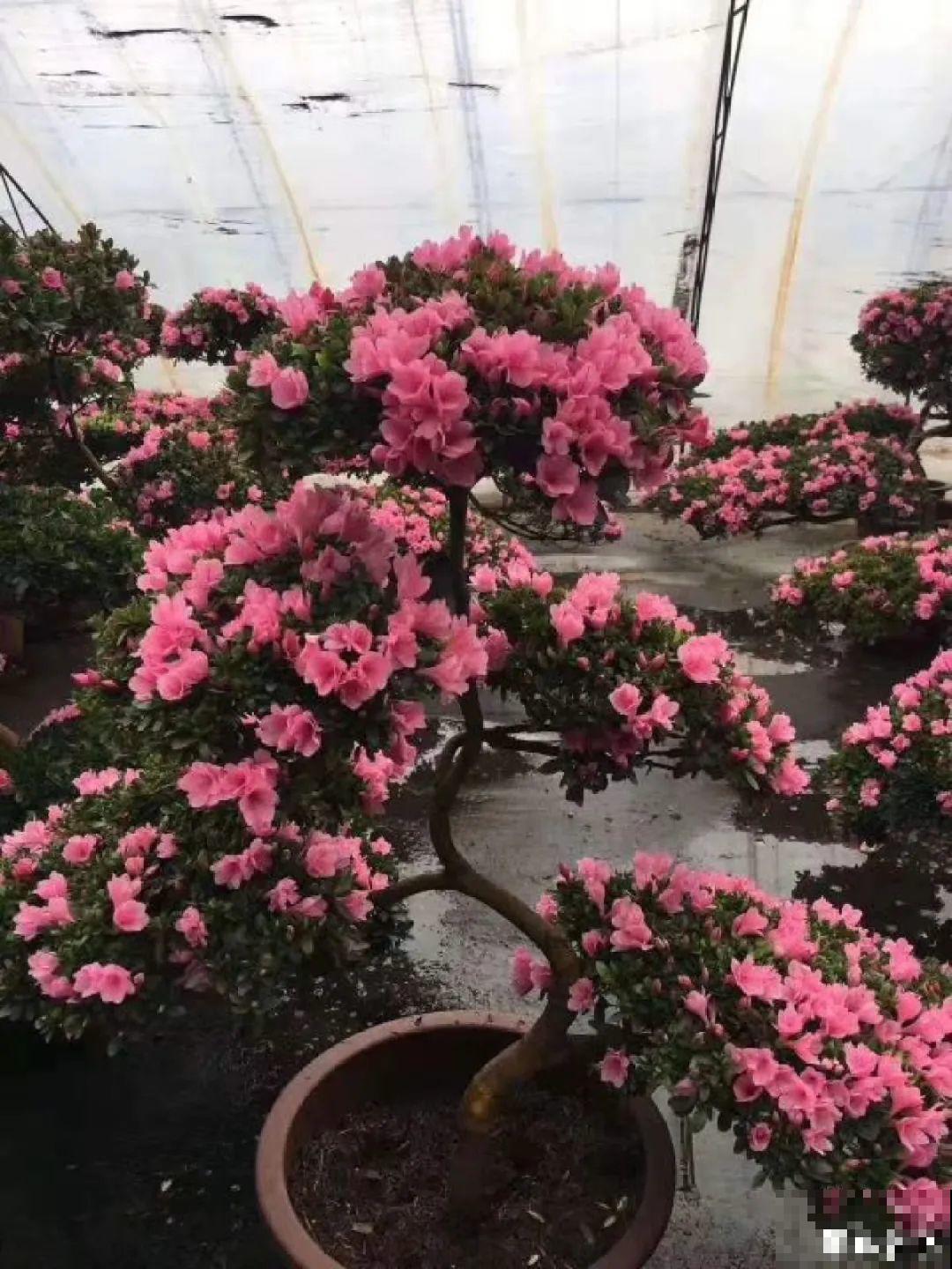 家里养盆松,代代出富翁,镇宅守家寓意好! 家里养盆松,代代出富翁,镇宅守家寓意好!