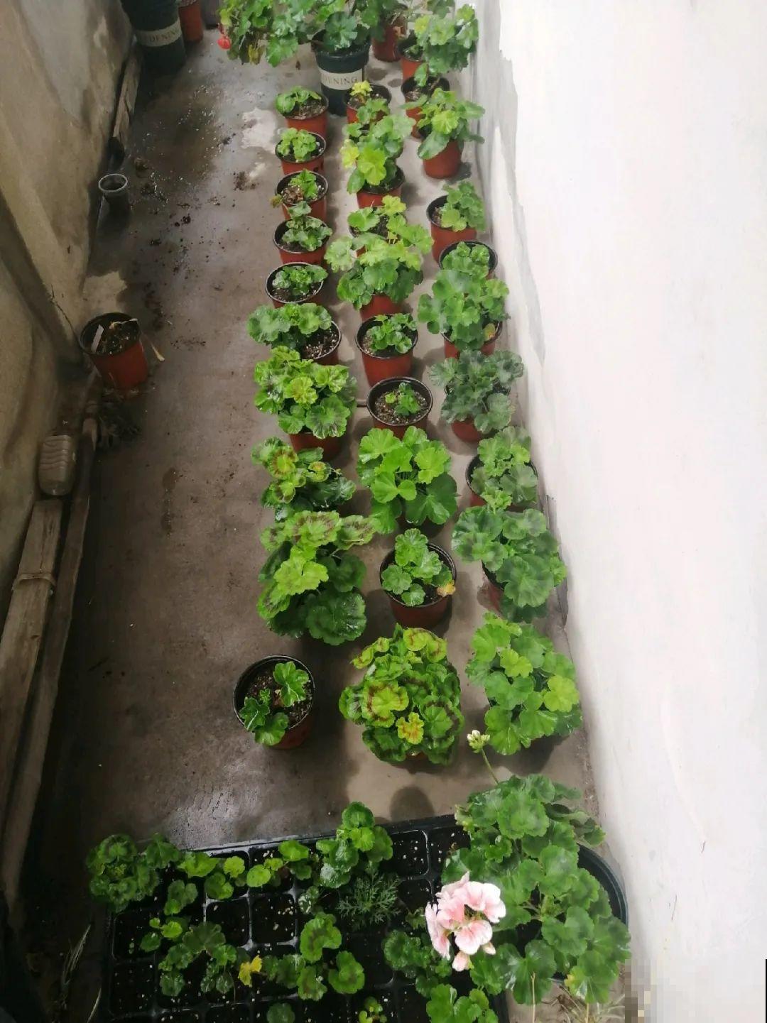 10种花,夏天怕淋雨,下雨赶紧搬进屋! 10种花,夏天怕淋雨,下雨赶紧搬进屋!