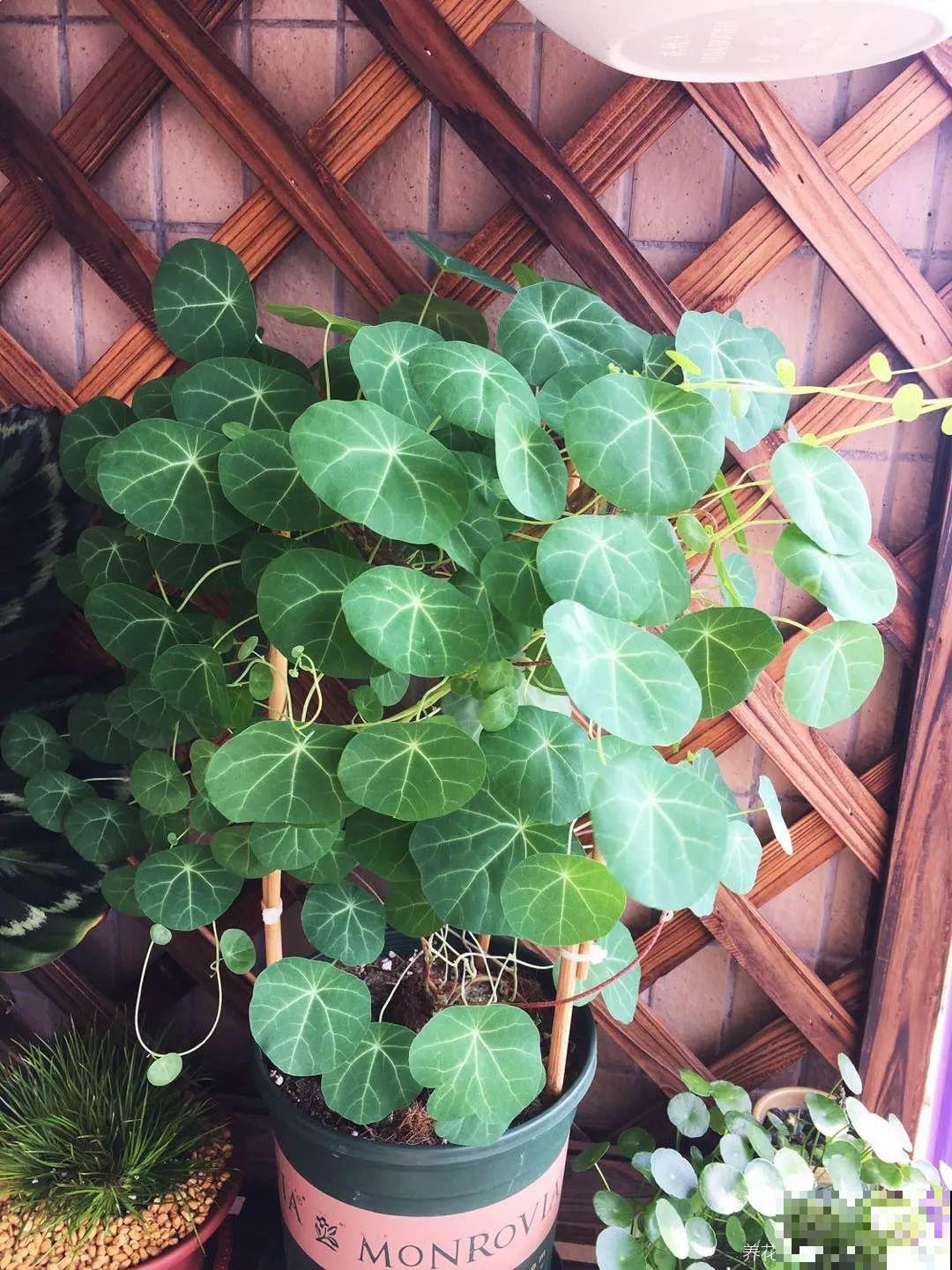 12种花，堪称“耐阴王”，比绿萝好看一万倍！