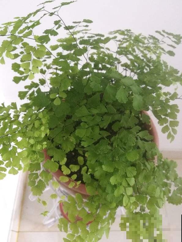 家里5个角落，光照不足，适合养盆耐阴花