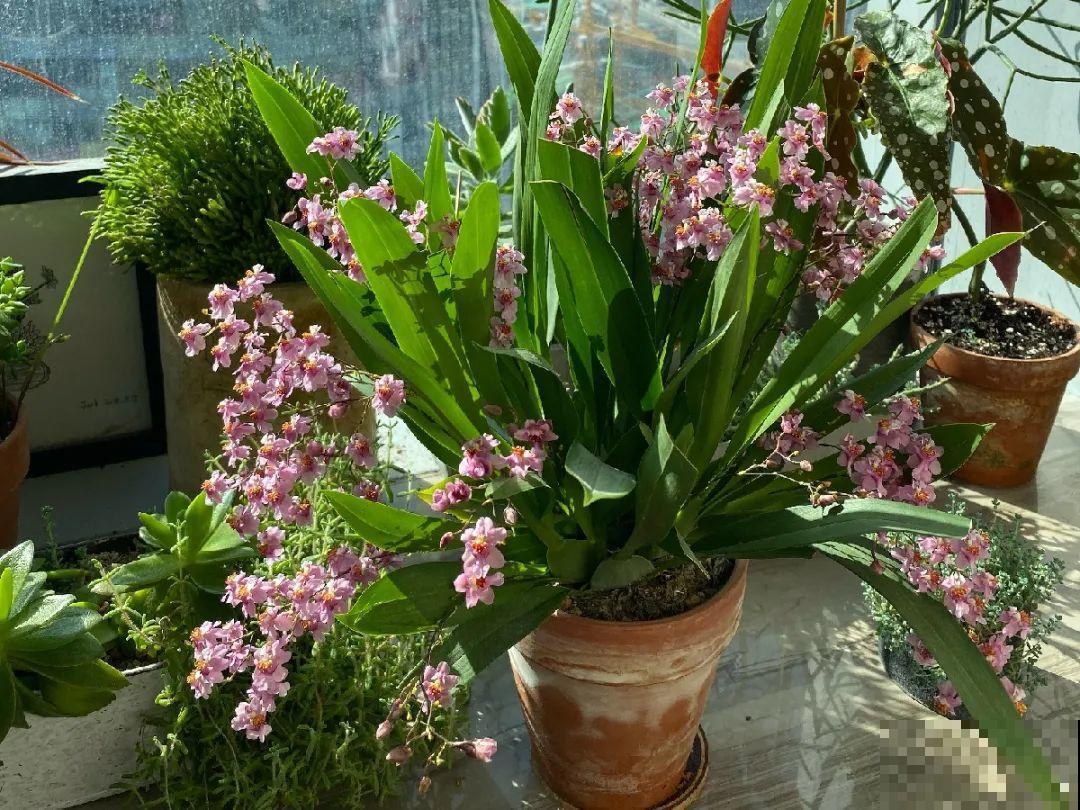 公认最好养的兰花,一次开花1000朵,满屋子兰香! 公认最好养的兰花,一次开花1000朵,满屋子兰香!