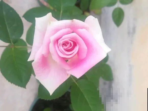 看到这些花,扭头就走,别买,谁买谁吃亏! 看到这些花,扭头就走,别买,谁买谁吃亏!