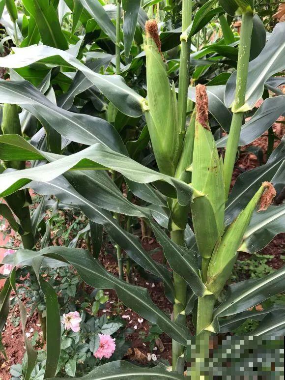 女儿辞职，回家养花，老爸说：15亩地，你负责养花，我负责蔬果！