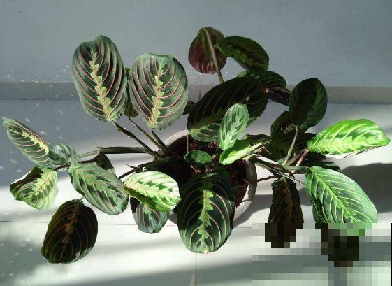 别养绿萝了,这种超级耐阴王,叶子比油画还美! 别养绿萝了,这种超级耐阴王,叶子比油画还美!