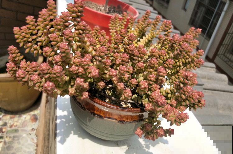 这种多肉,爆盆太可怕了,叶子多得往外溢! 这种多肉,爆盆太可怕了,叶子多得往外溢!