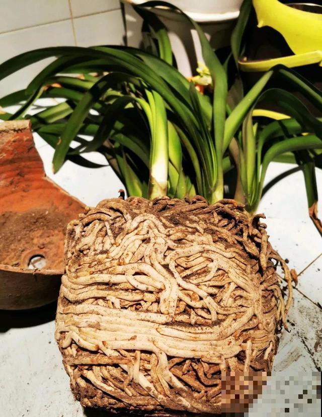 养根的3个小方法,照着一步步做,根能撑爆盆! 养根的3个小方法,照着一步步做,根能撑爆盆!