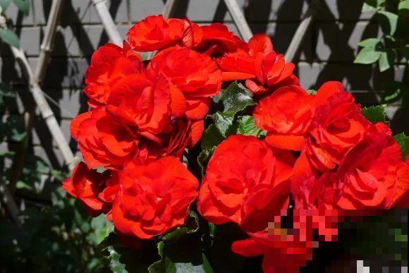 秋天的院子,养点喜欢的花,乐得自在 秋天的院子,养点喜欢的花,乐得自在