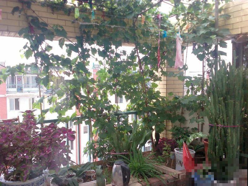 家里4个角落别浪费，分别养些好看的花，一年就能变花园！