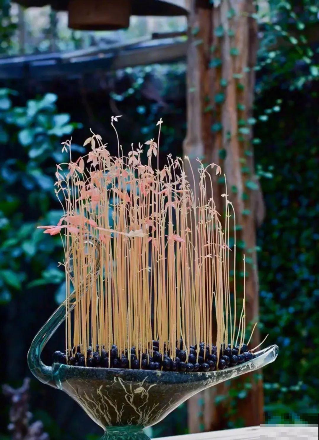 西红柿、玉米……埋土里，7天长成小森林，结出果子一大筐！