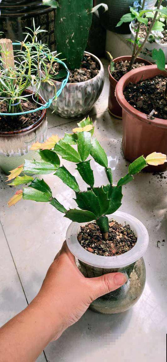 5种花现在要播种，小苗长得欢腾，明年春天就爆花