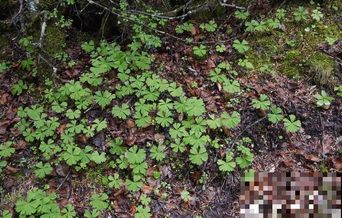 5种罕见植物，只长一片叶子一根茎，价值却很珍贵！