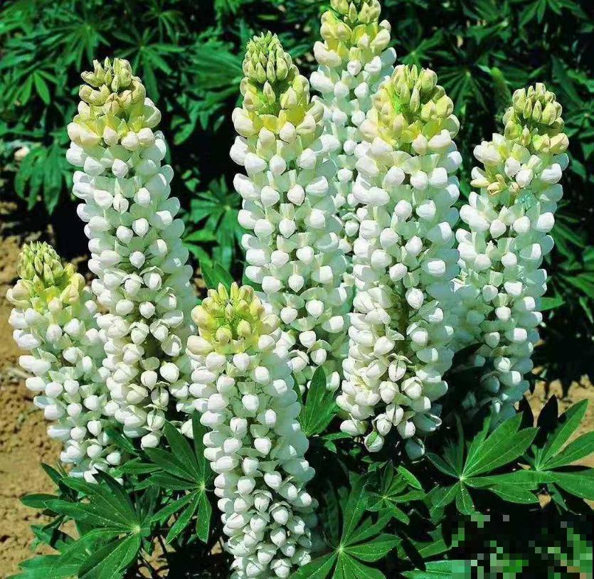 童年回忆羽扇豆,别说不认识,养盆送给妈! 童年回忆羽扇豆,别说不认识,养盆送给妈!