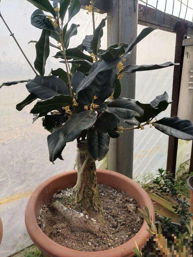 秋天桂花飘香,及时换盆,才能开花爆盆 秋天桂花飘香,及时换盆,才能开花爆盆