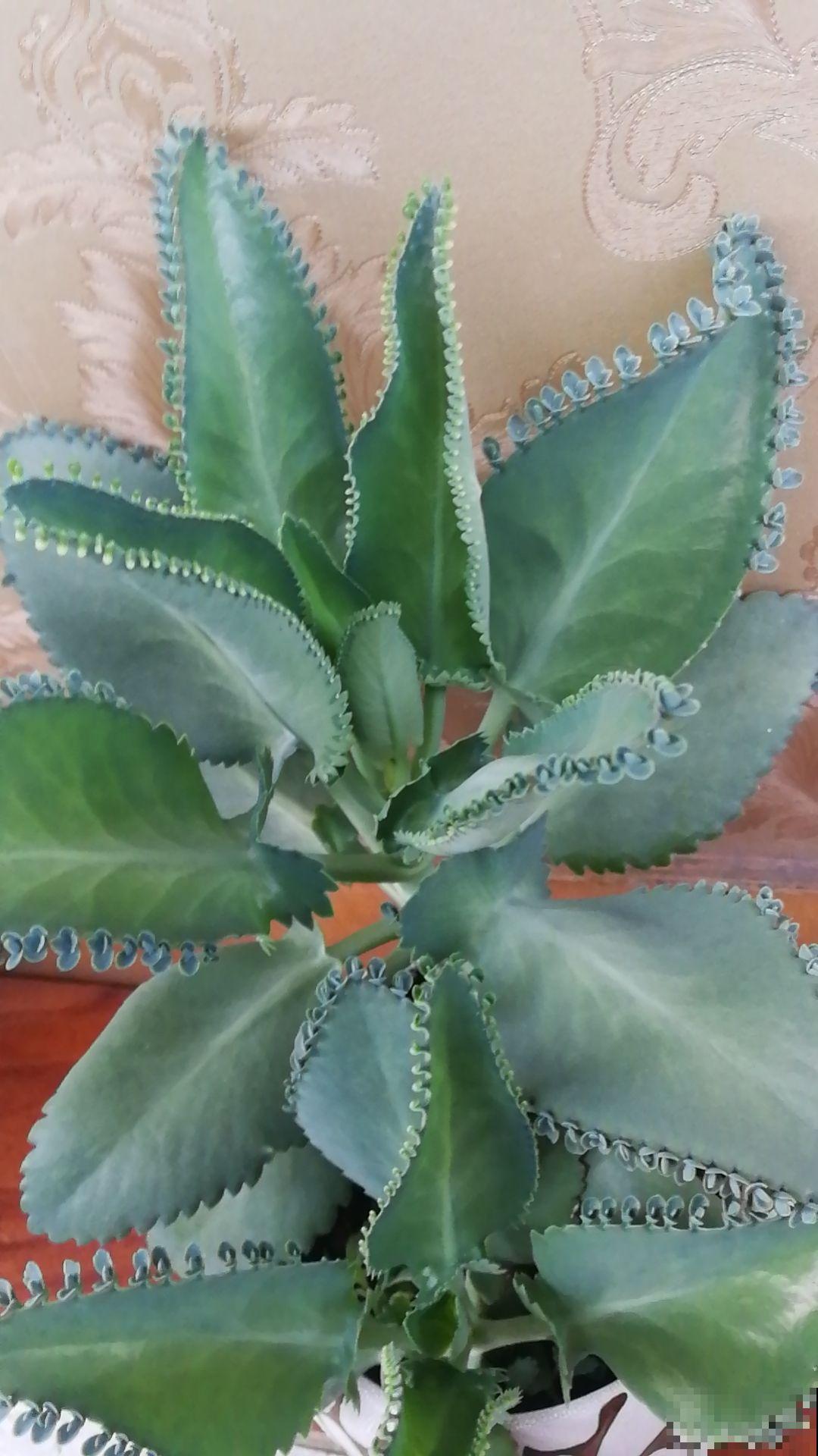 5种花像“小强”,繁殖能力超强,掰个枝就能活 5种花像“小强”,繁殖能力超强,掰个枝就能活