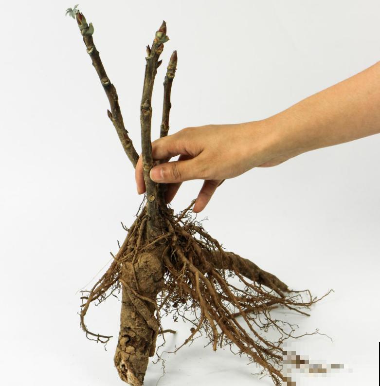 大家都爱养的花，其实只能秋天种，错过季节养不活！