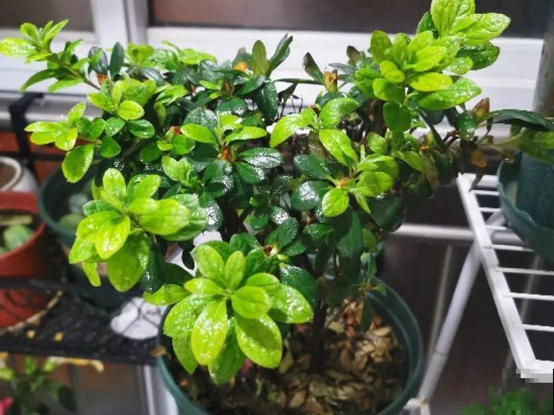 缺肥的7大表现，看清楚，再对症施肥！