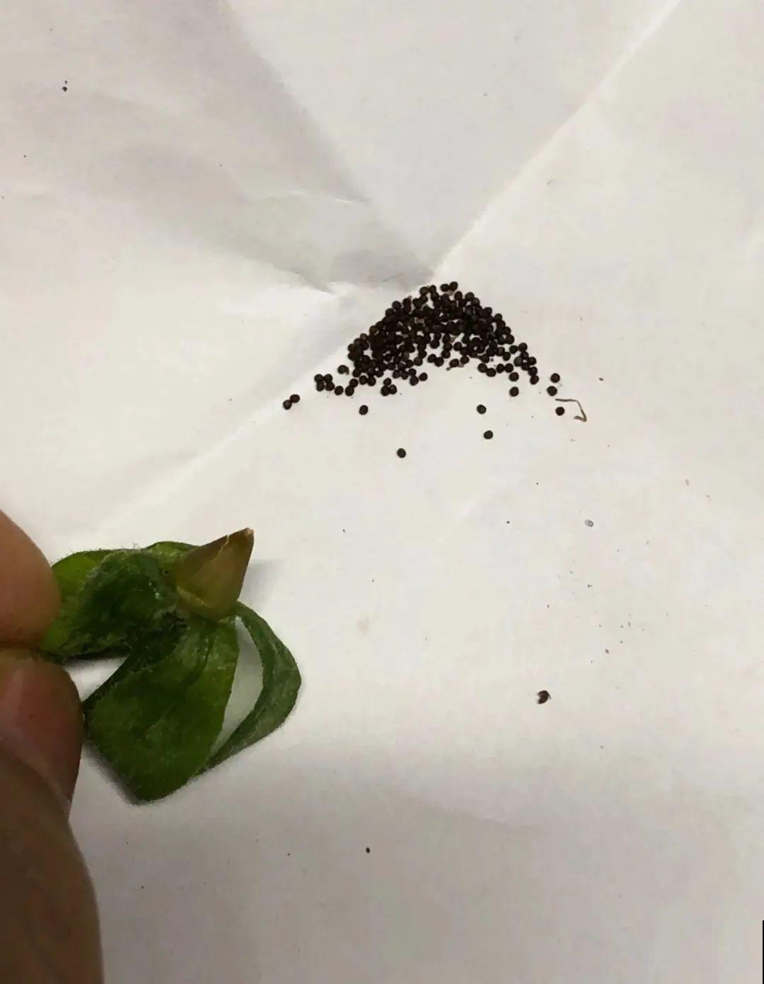 5种花，只能秋天播种，苗壮开花多！