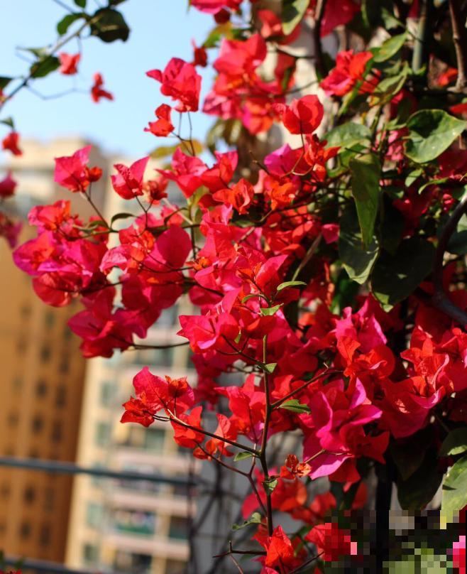最适合各个地方养的花，快看你的家乡，适合养哪些花！