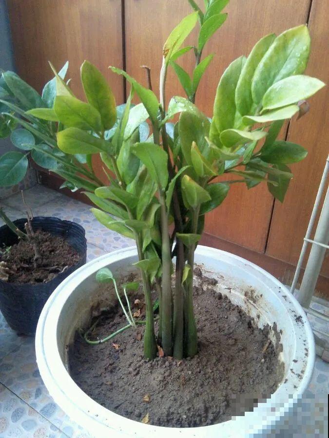 花堆成山,捡到手软,大麻袋都装不下了! 花堆成山,捡到手软,大麻袋都装不下了!